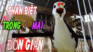 Cách phân biệt TRỐNG MÁI chim quốc đơn giản,nhanh nhất cho AE mới chơi/phân biệt quốc lớn trống mái