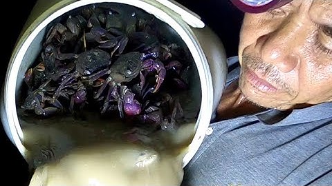 Ba Khía Quá Nhiều Làm Món Ăn Giữa Đêm /Đạt Nguyễn Cần Giờ