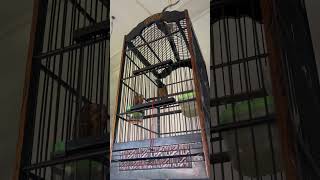 #cucakcungkokgacor #cucakcungkokisian#cungkokgacor