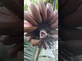 Red banana (musa acuminata) amader bari gacha