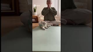 Котик занимается йогой #спорт #фитнес #питание #рекомендации