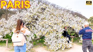 Paris, France 🇫🇷 - Paris Cherry Blossoms 2024 | ASMR Gardens & City Walk 4k (▶1h10 min)