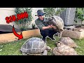 My New $10,000 Tortoises