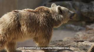 The cost-benefit of grizzly bears' energy expenditure and landscape use