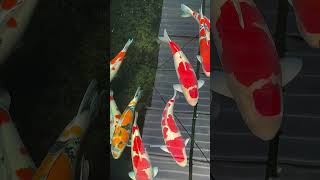 Japanese koi fish #facts #shorts