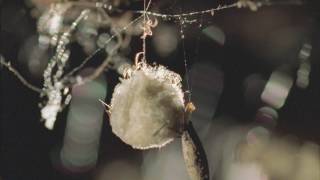 Redback Spider Egg Sac Hatching!