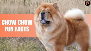 Top 10 Fun Facts About Chow Chows