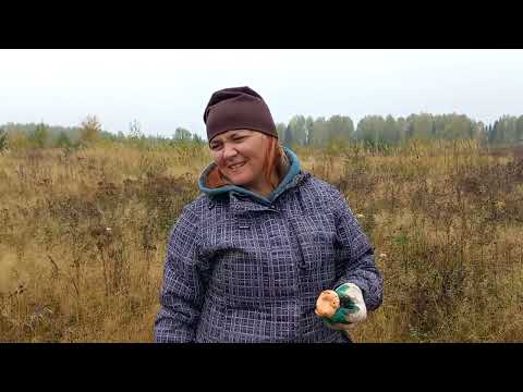 В ЛЕС ЗА РЫЖИКАМИ !!!