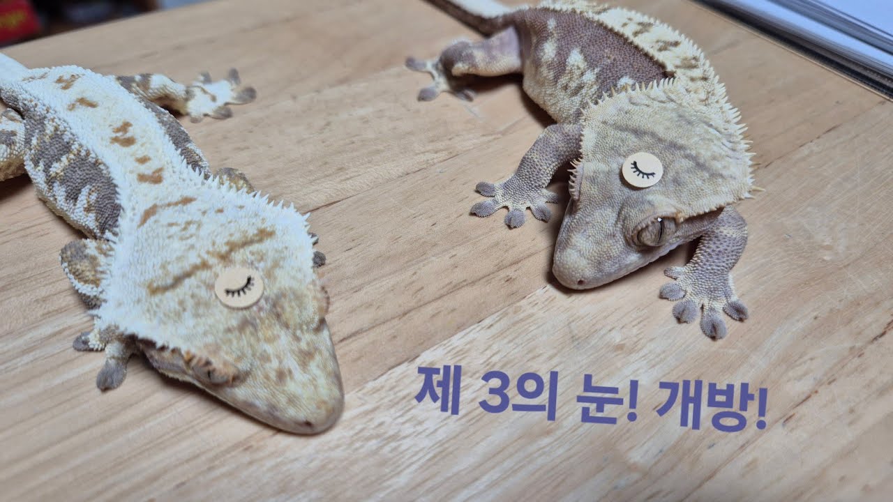 마뱀이의 3번째 눈