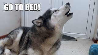 Bossy Husky Told His NAN To Go To BED!