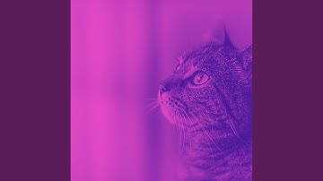 Pulsating Bossa Nova - Vibe for Dreamy Cats