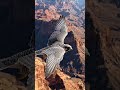 A bird that fly on upper mountain and he do this wait for end #short