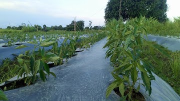 Chăm sóc cây ớt 30 ngày tuổi -   Lưu ý bón phân kích hoa bói trái đầu mùa @mvtv-mietvuontravinh