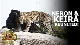 Neron and Keira are REUNITED! | One Zoo Three