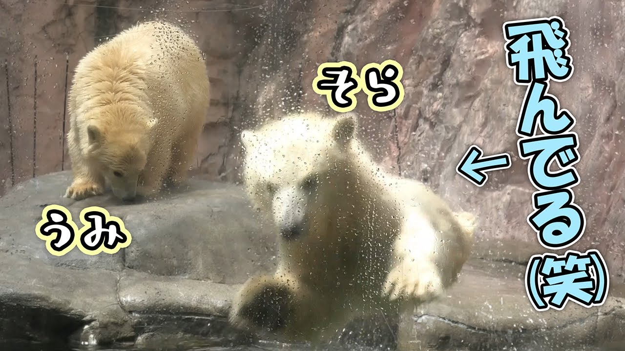 うみ そら ポーラ カイ 赤ちゃん 八木山動物公園｜Polar bear