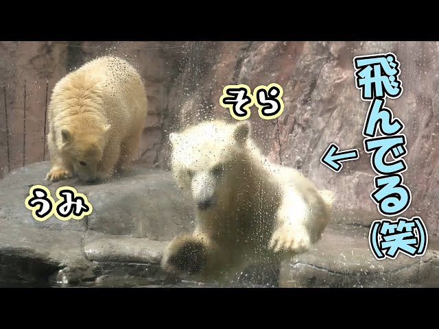 うみ そら ポーラ カイ 赤ちゃん 八木山動物公園｜Polar bear