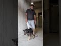 Day 247 recovery from Paralysis and canine distemper