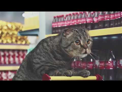 Вот бы такую рекламу реклама с котами мяу мяу мяу