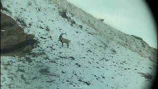 Bezoar Dağ Keçisi. Şərur Dağları.