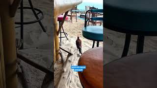 А когда вы планируете свой отпуск Когда лучше всего ехать на Пхукет