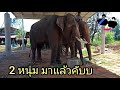 เมื่อ...พี่หนุ่มมากินเลี้ยงบ้านพี่เป๊ปซี่...⁉️🐘