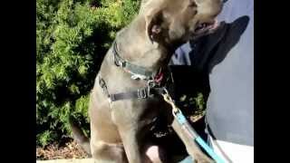 Frick-Available At The Humane Society Of Missouri