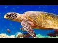 Such Beautiful Sea Turtles! 🐢 Amazing Ocean | Animal Friends
