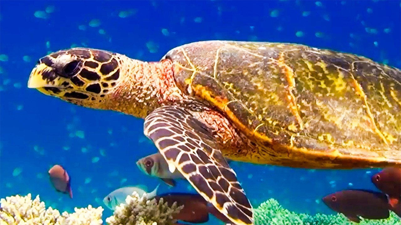 Such Beautiful Sea Turtles! 🐢 Amazing Ocean | Animal Friends