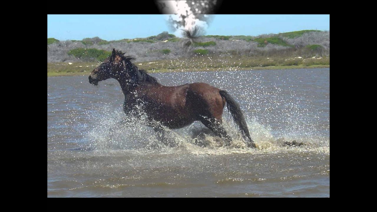 Billy and Blaze narrated by David Cassidy