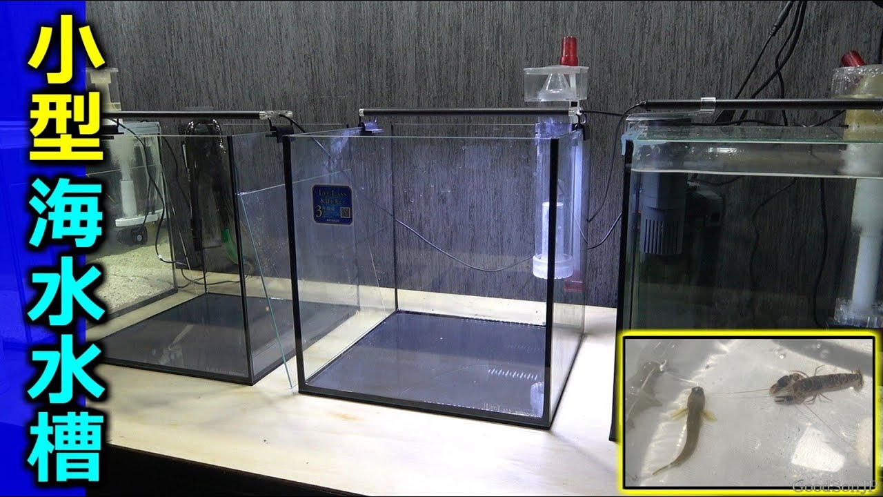 海で捕まえた“恥ずかしがり屋のカニ”→水槽に入れると…… ギャップある 