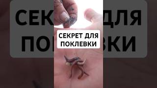 Вот такая фишка... #рыбалка #рыбалканафидер #fishing #рек #боленрыбалкой #карась