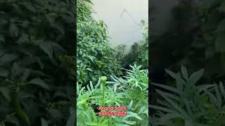 In which month we can grow Marigold Plants | In which month will marigold flowers bloom #terraceg... screenshot 3