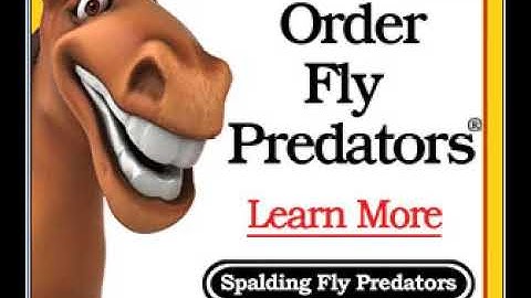 DoubleClick Animated & Video Display Ads