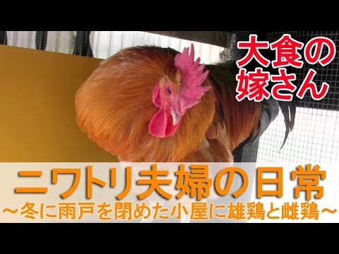 ニワトリ夫婦の日常～冬季の寒さ対策で雨戸を閉めた小屋に雄鶏と雌鶏～