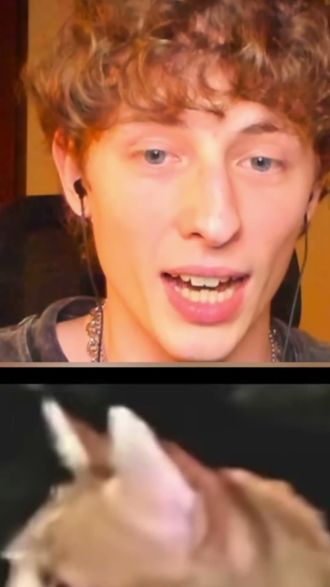 PERSONA gato ??