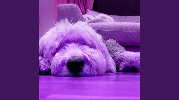 Pulsating Music for Stress Free Doggos