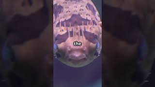 Puff Up The Adorable World Of Puffer Fish