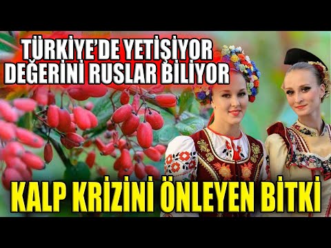 Türkiye’de Yetişiyor Değerini Ruslar Biliyor. Kalp Krizini Önleyen  Bitki!