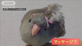 頭カキカキするインコさん　器用に脚を伸ばし“わしづかみ”　なんでこんなポーズ？【羽鳥慎一モーニングショー】(2024年2月3日)