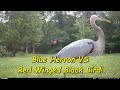 Blue Herron VS Red Winged Blackbird!