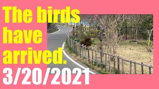 【Trees and Flowers】The birds are coming. 3/20/2021 Resimi