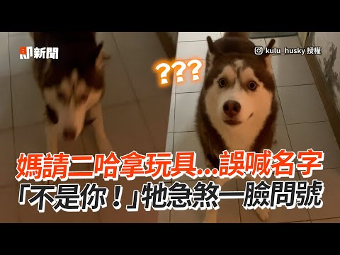 請二哈拿玩具只喊名字😂 「不是你啦！」牠急煞問號｜寵物動物｜哈士奇｜精選影片