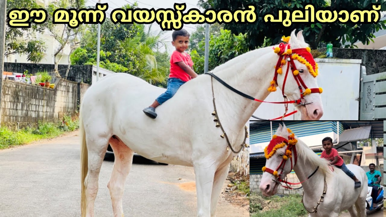 മൂന്ന് വയസ്സ്കാരൻ കുതിരയെ ഇണക്കിയെടുത്തു  #shanupaliyar #horse