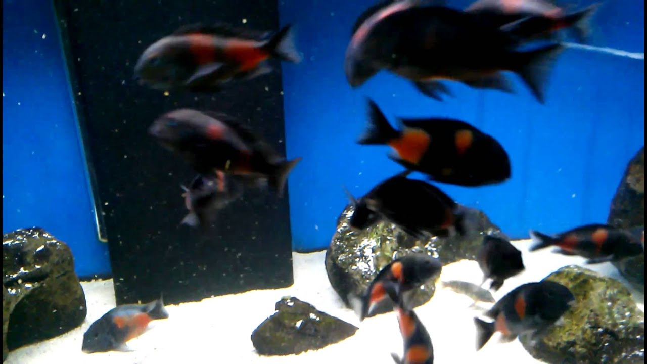 official secrets WC Tropheus Sp. Black 
