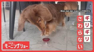 興味はあるけど…　絶対にコマは触らない！　すれすれでノータッチなワンちゃん【羽鳥慎一モーニングショー】(2025年12月18日)