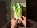 🔥Charred Cos Caesar 🔥