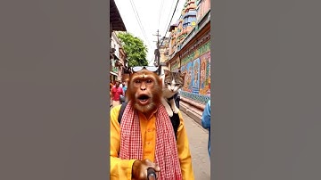 vrindavan gaya bandar or billi hare Krishna #ytshorts #viralaimonkey #ai #funny #radheradhe