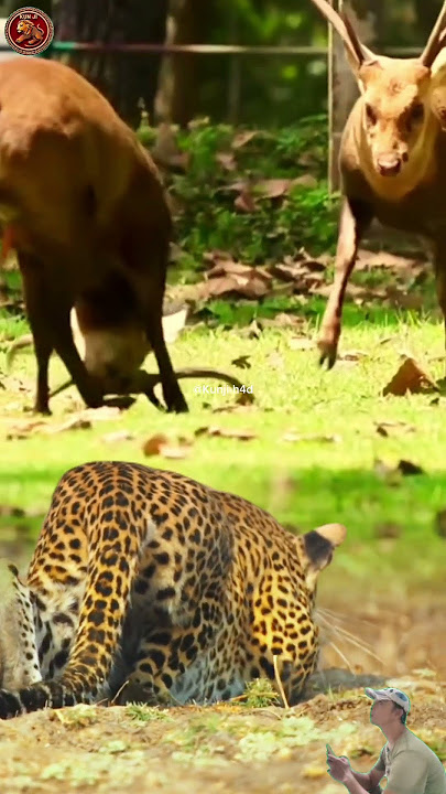 MACAN TUTUL LEPAS‼️ SAAT RUSA BERTARUNG TANPA SADAR ADA PEMANGSA MENGINTAI 🔥🐅🦌