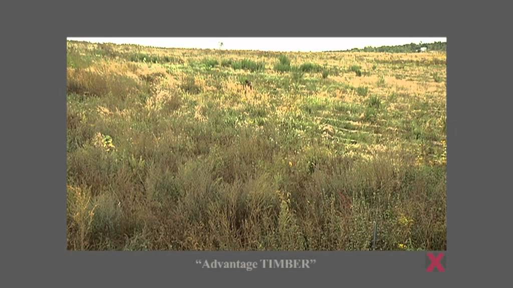 PHANTOMLEAF Testfilm  Advantage TIMBER D17 single