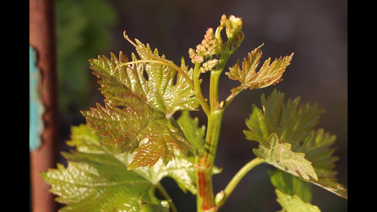 Rezidba loza Kordonac i Giyo Sjeme d.o.o.